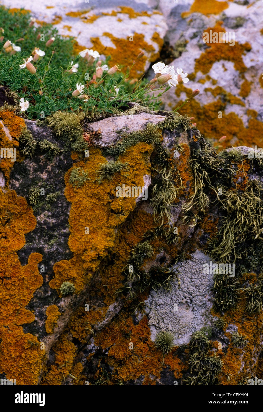Bladderwort On A Stone Wall, Ireland Stock Photo