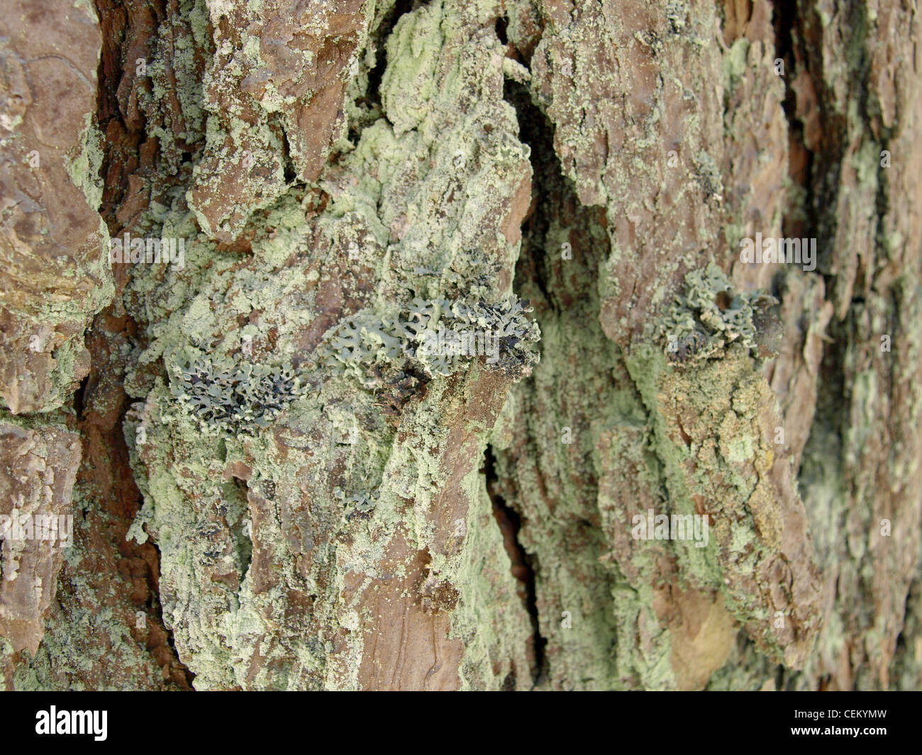 Net-marked parmelia, shield lichen on a bark of a pine / Schüsselflechten, Sulcatflechten an der Rinde einer Kiefer Stock Photo