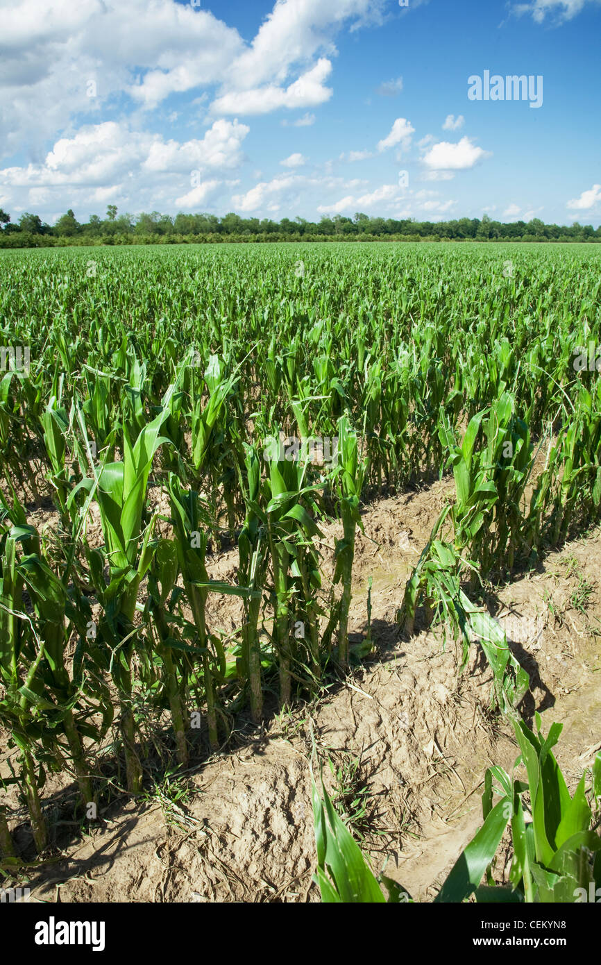 Agriculture - Mid growth grain corn field completely destroyed by a severe hailstorm / near England, Arkansas, USA. Stock Photo