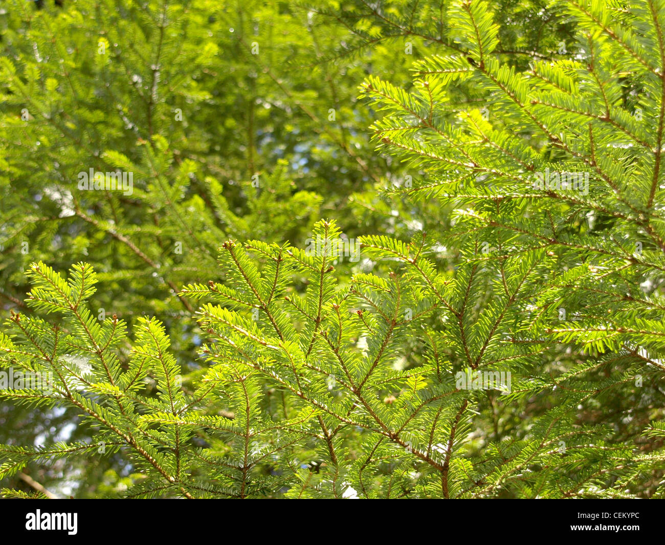 Abietoideae hires stock photography and images Alamy