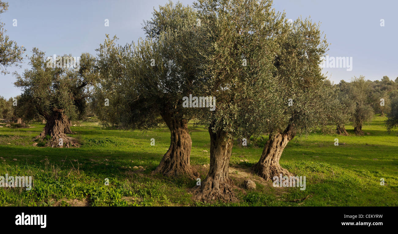 Grove of the ancient olive trees in Judea Hills, Israel Stock Photo