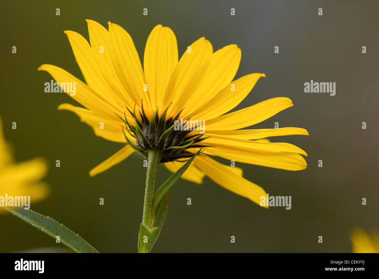 Giant sunflower Stock Photo