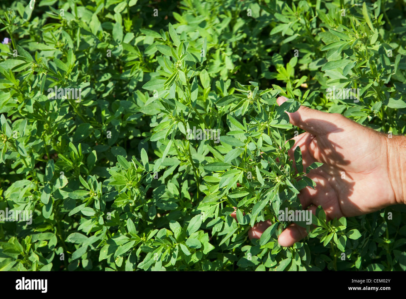 Roundup Ready Alfalfa