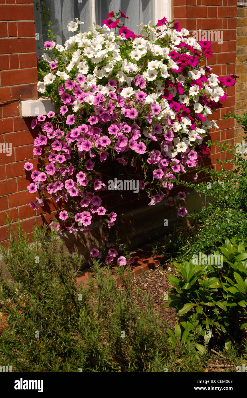 Detail of window box on ledge of red brick house with pink and white trailing flowers Stock Photo