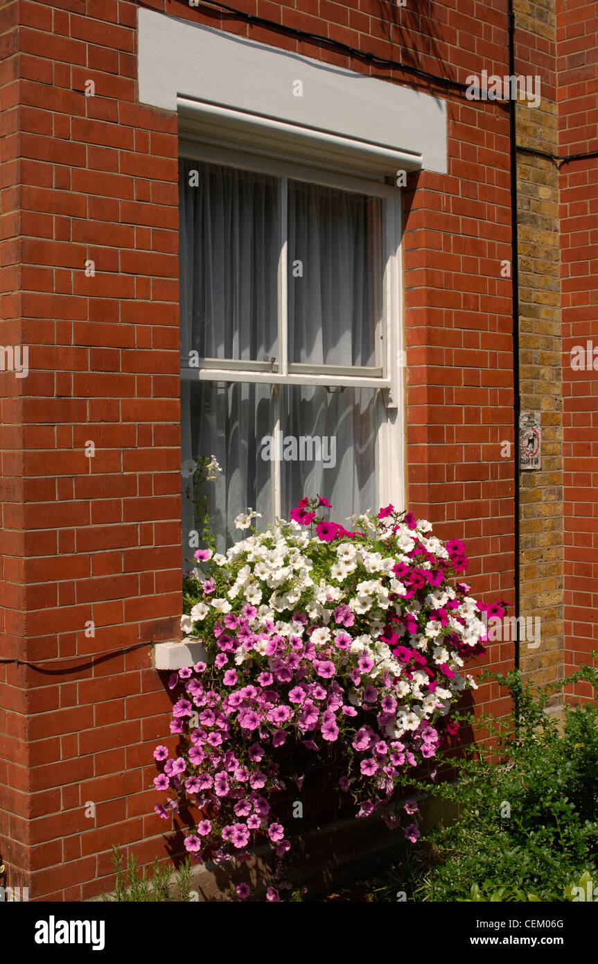 Window box on ledge of red brick house with pink and white trailing flowers Stock Photo