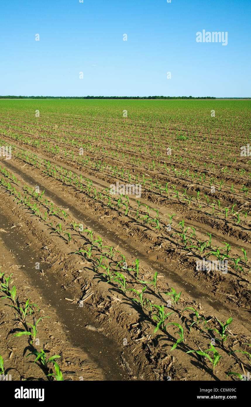 Large field of early growth grain corn plants at the 4 leaf stage. This crop was twin row planted, with two rows 7 inches apart. Stock Photo