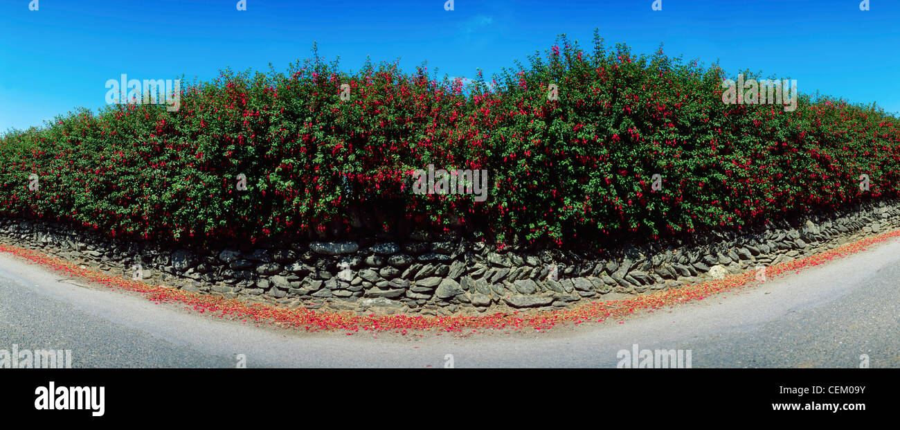 Tree growing over fence hi-res stock photography and images - Alamy