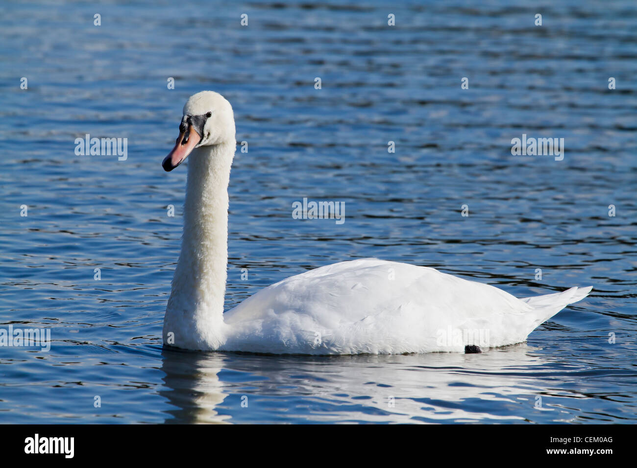 A Beautiful Swan swimming on the lake Stock Photo - Alamy
