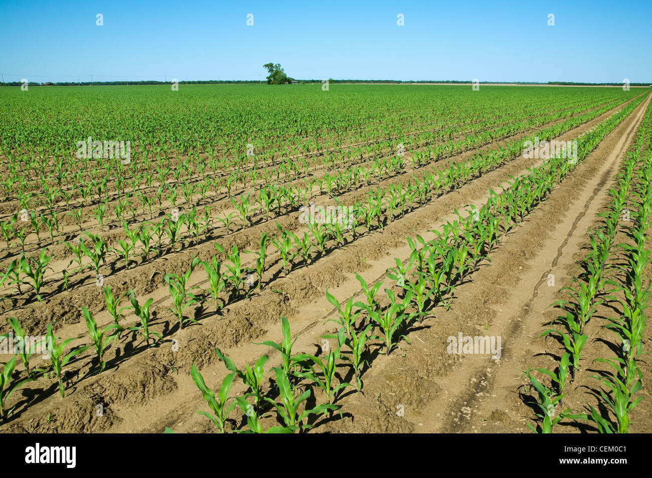 Large field of early growth grain corn plants at the 6 leaf stage. This crop was twin row planted, with two rows 7 inches apart. Stock Photo