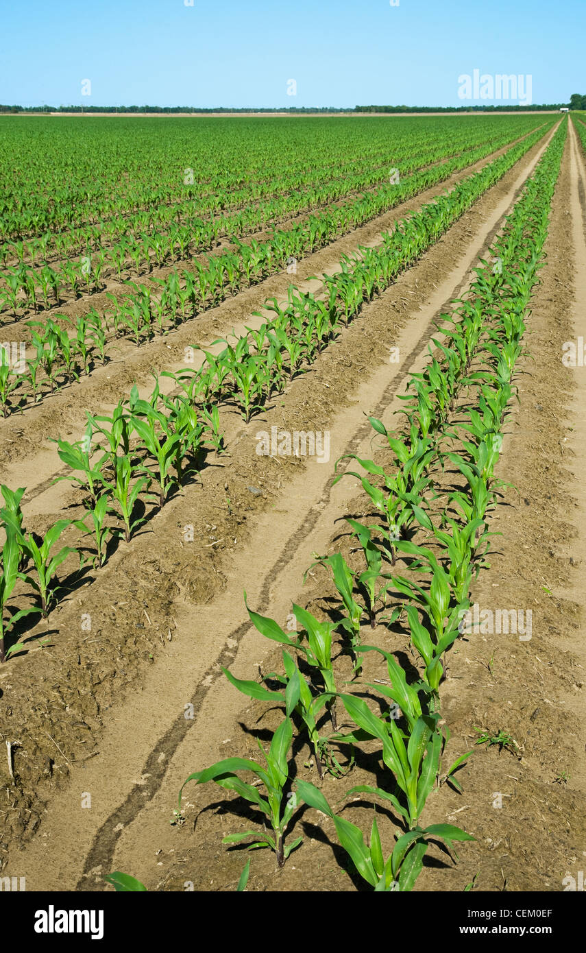 Large field of early growth grain corn plants at the 6 leaf stage. This crop was twin row planted, with two rows 7 inches apart. Stock Photo