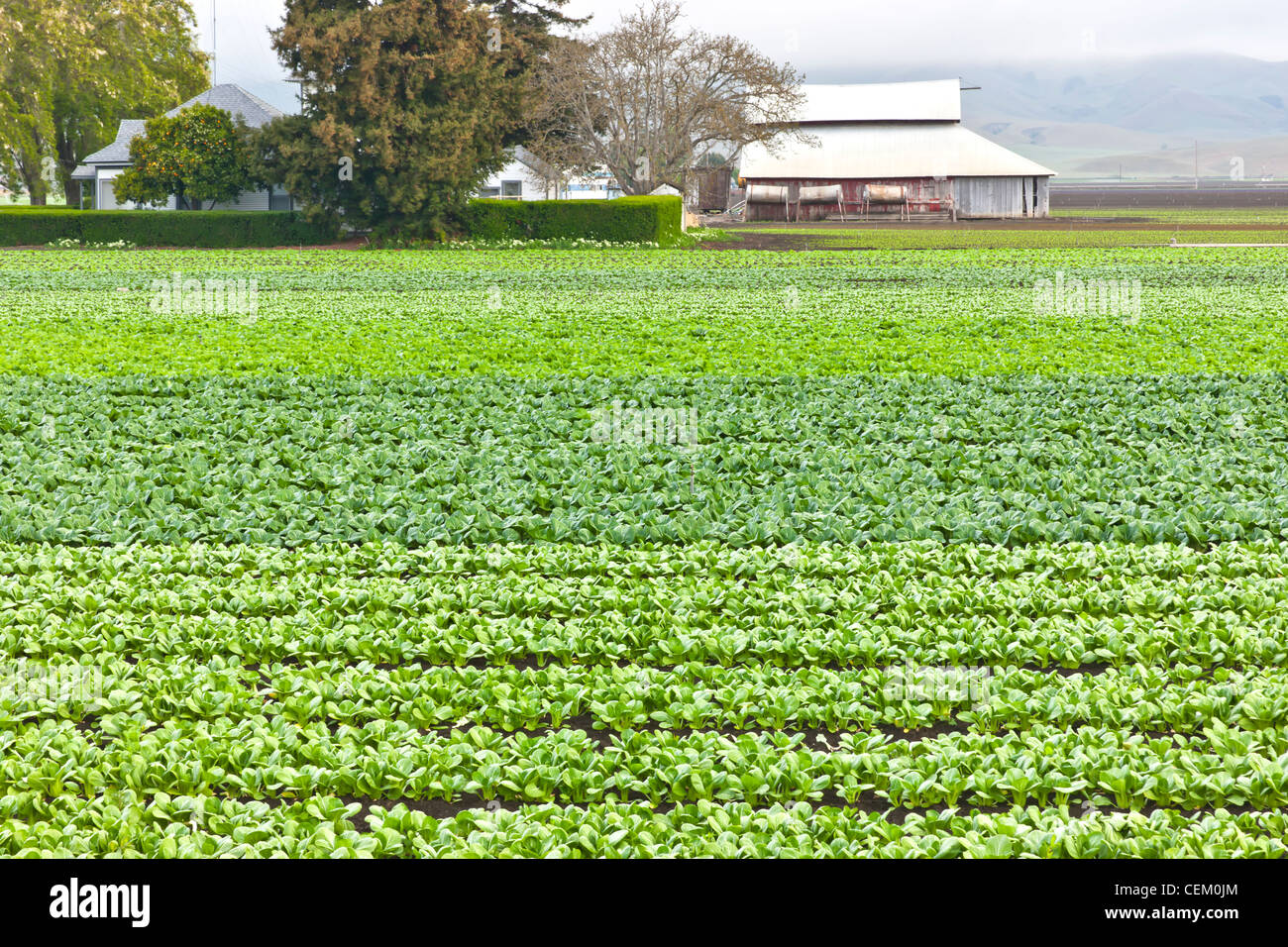 Rows of Young Bok Choy vegetable growing row crop. Stock Photo