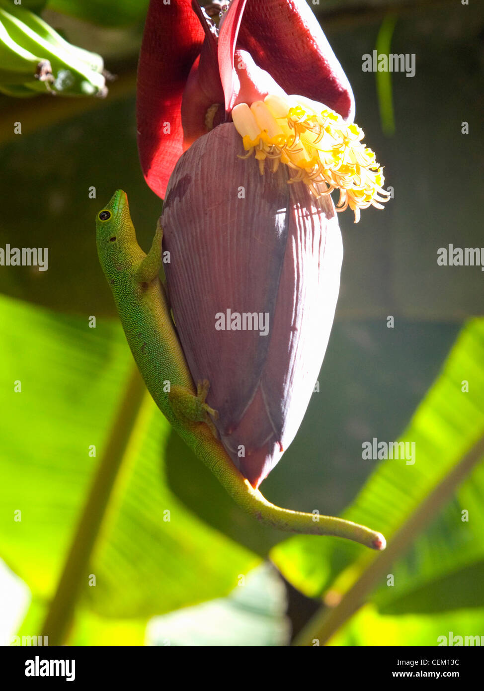 Anse Volbert, Praslin, Seychelles. Day gecko (Phelsuma astriata astriata) clinging to banana flower. Stock Photo