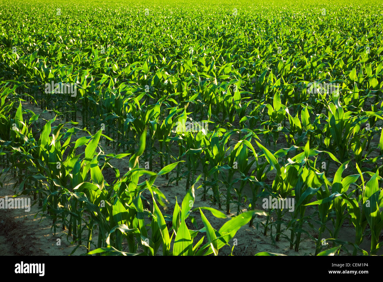 Agriculture - Rows of mid growth grain corn plants at the 12 leaf pre tassel stage / near England, Arkansas, USA. Stock Photo