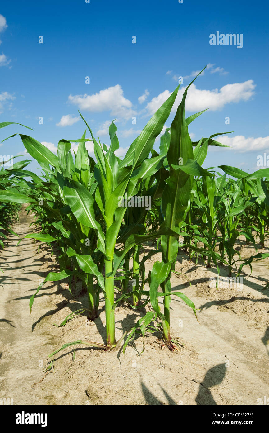Mid growth grain corn plants at the pre tassel stage, twin row planted