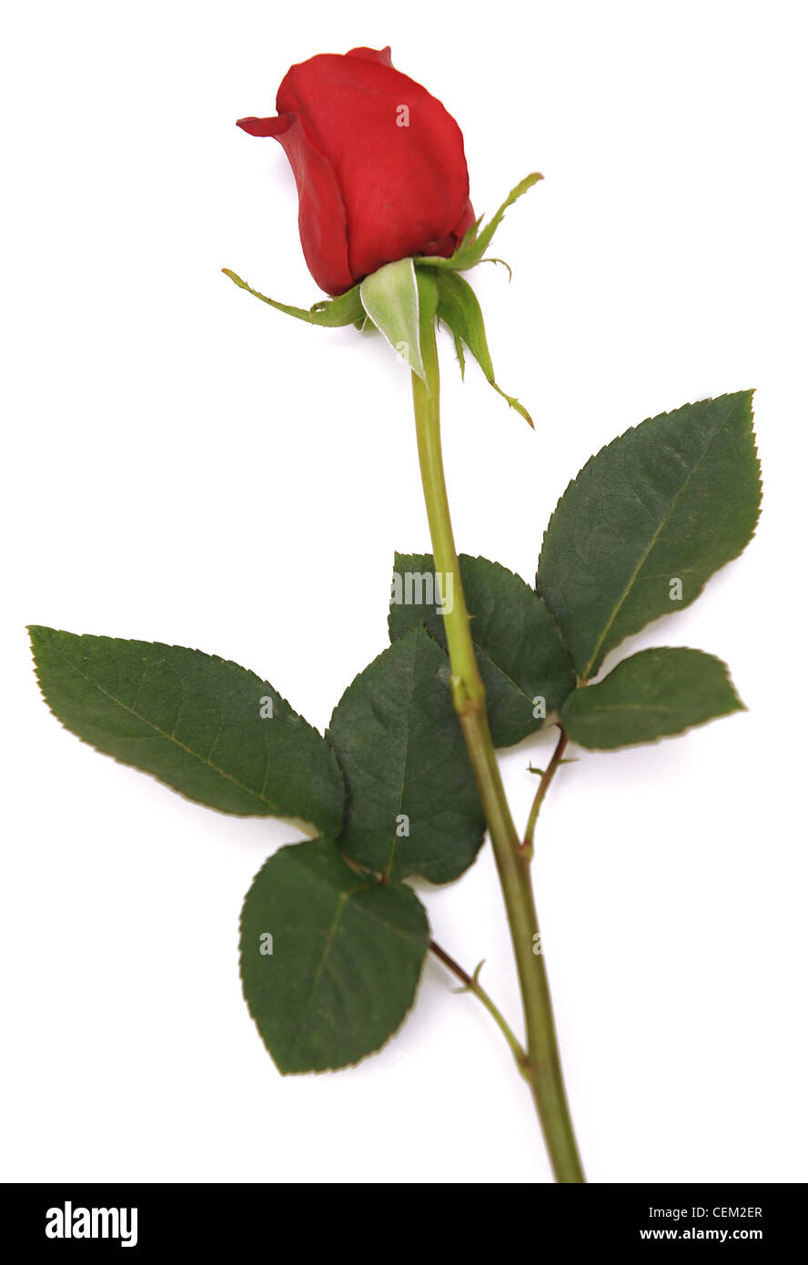 A still life image of red rose with long stem and leaves on white background Stock Photo