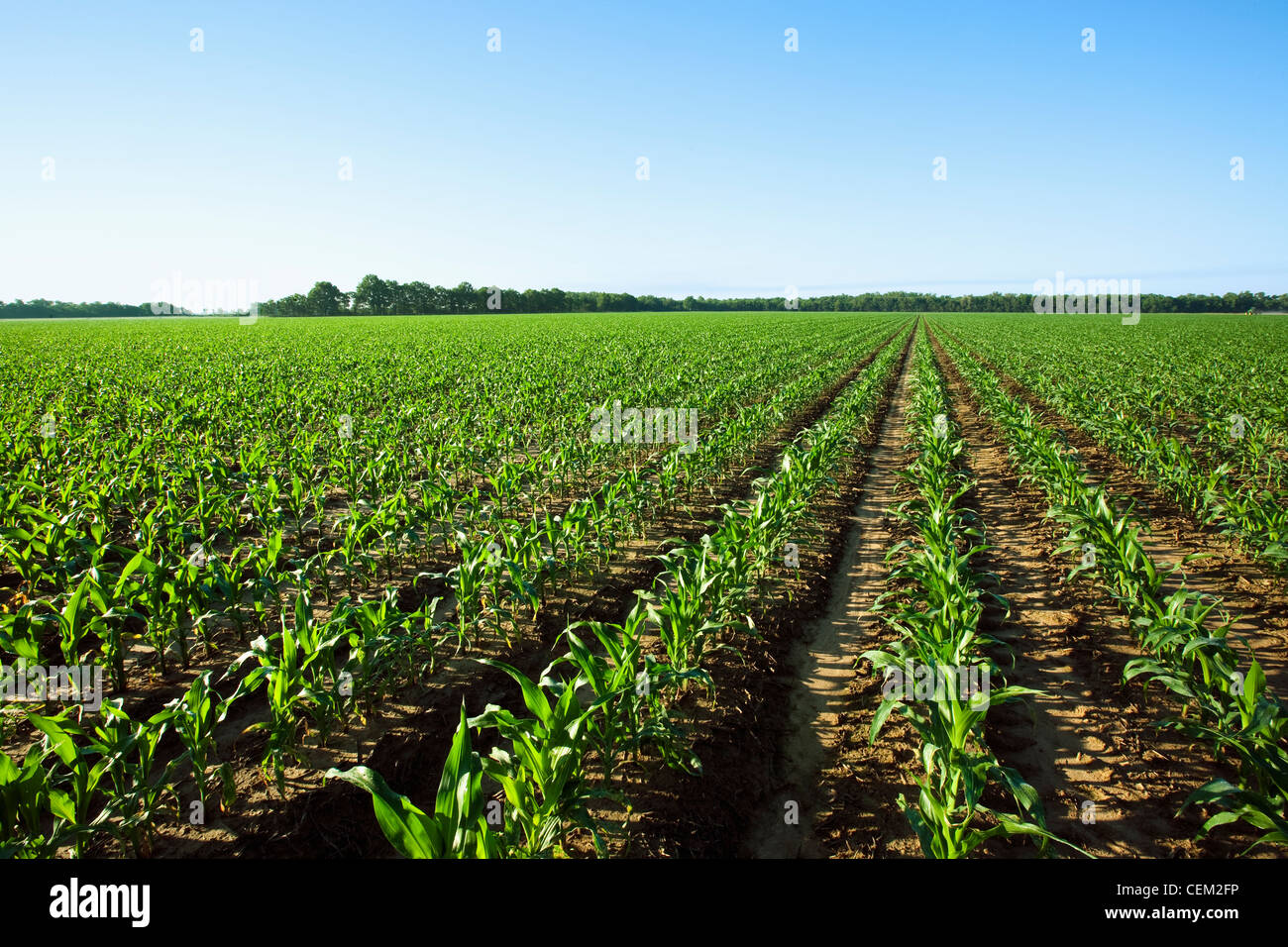 Agriculture - Large field of mid growth grain corn plants at approximately the 12-14 leaf pre tassel stage   Arkansas, USA. Stock Photo