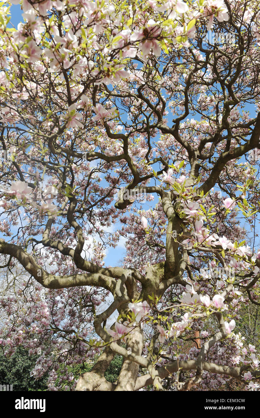 Pink magnolia tree blossom Stock Photo - Alamy