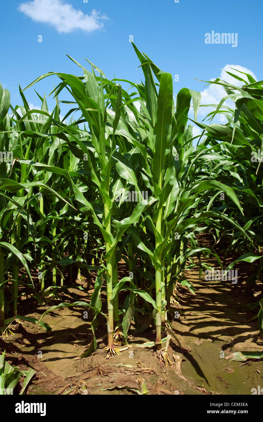 Agriculture - Mid growth grain corn plants at the pre tassel stage viewed from the row end. This crop was twin row planted / USA Stock Photo