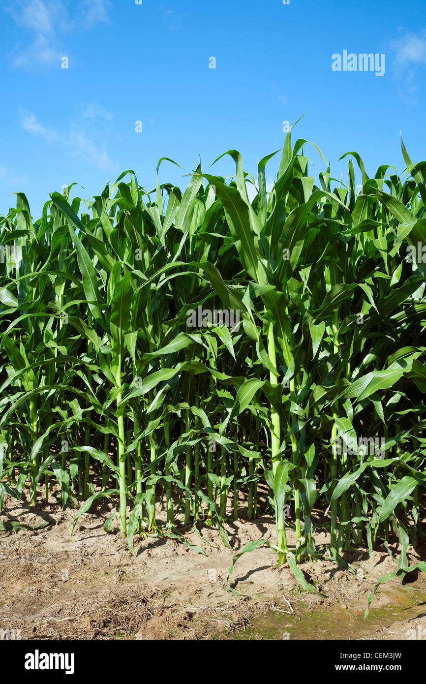 Agriculture Mid growth grain corn plants at the pre tassel stage