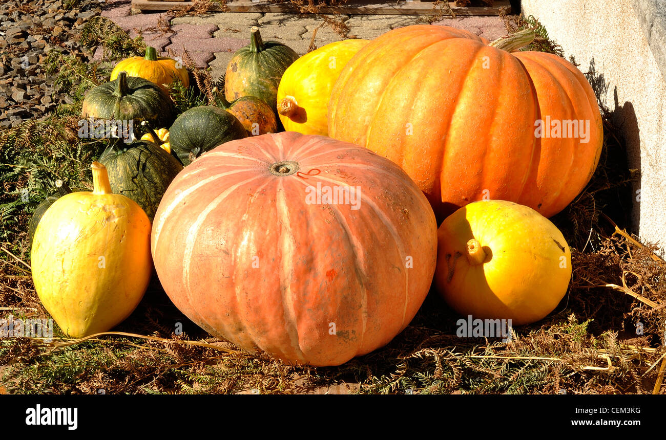 Various varieties of pumpkins and squashes Stock Photo Alamy