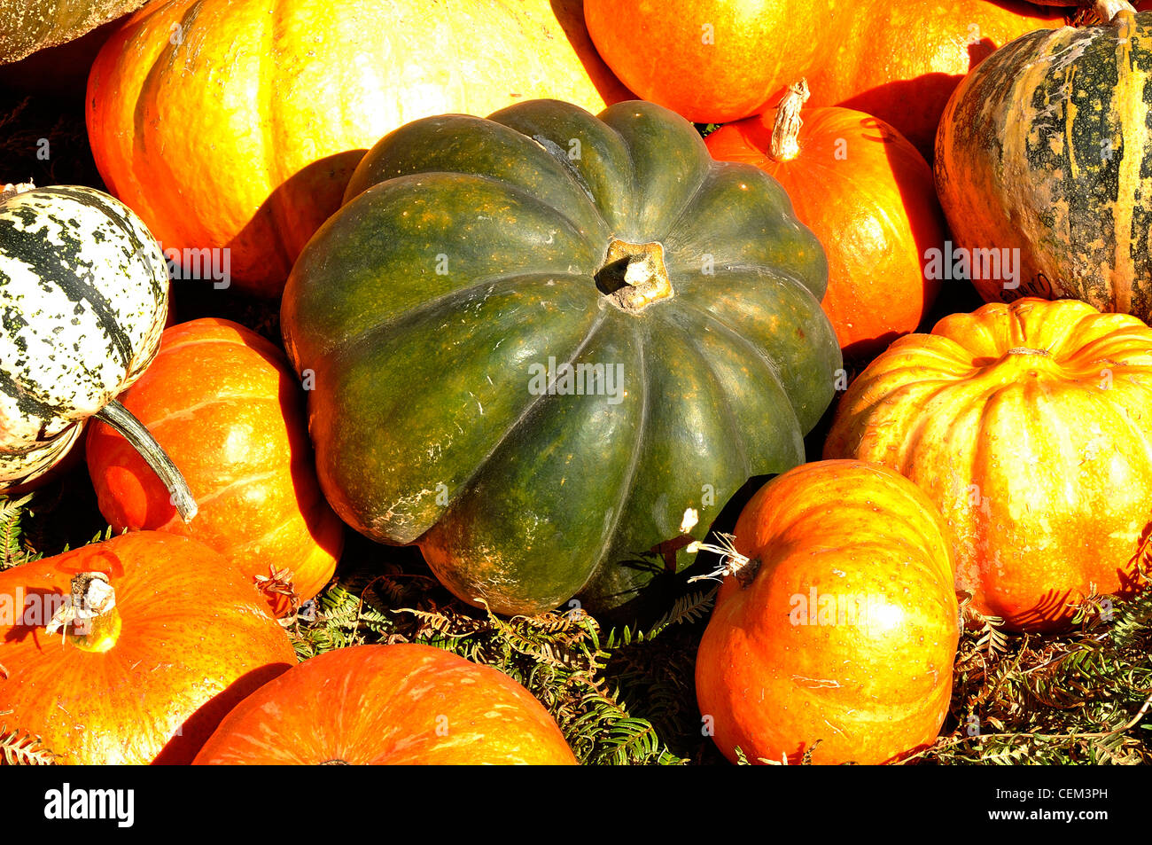 Various varieties of pumpkins and squashes. At the center : squash 'Muscade de Provence' (Cucurbita moschata). Stock Photo