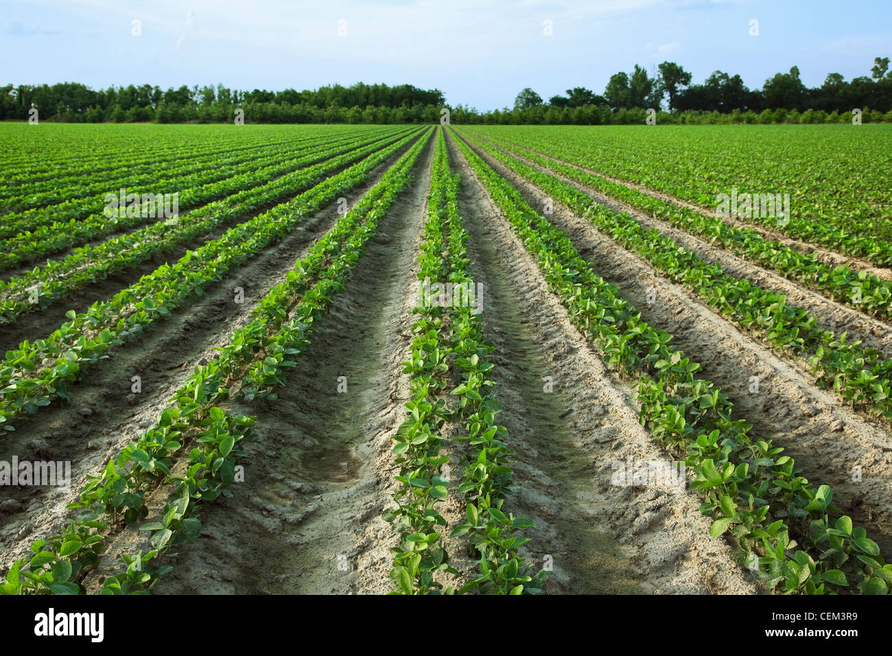 Agriculture - Field of early growth soybean plants at approximately the 5th trifoliate stage. This crop was twin row planted. Stock Photo