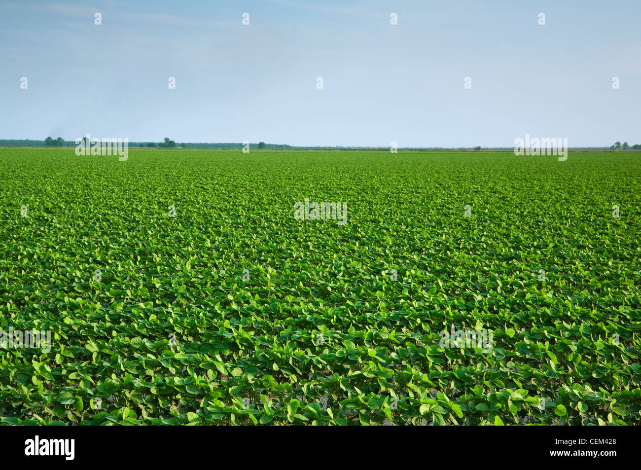 Agriculture - Large field of early growth soybean plants at approximately the 8th trifoliate stage / near England, Arkansas, USA Stock Photo