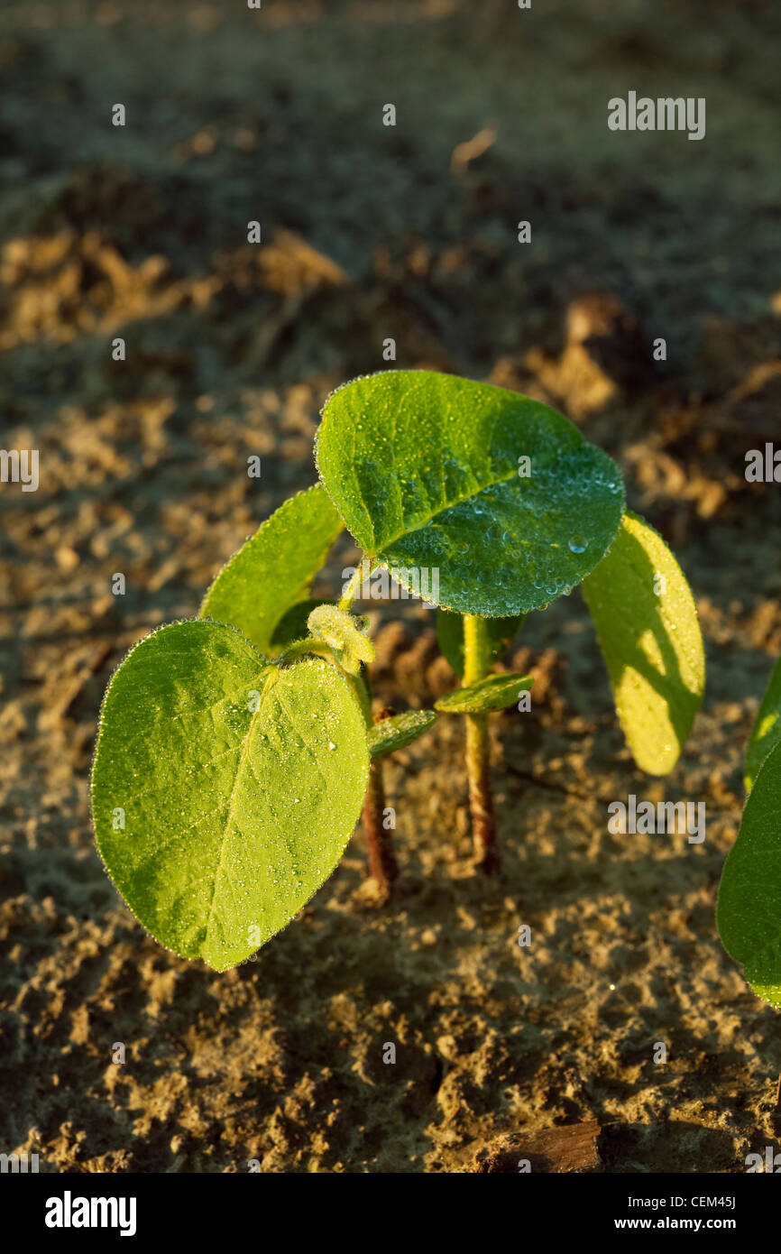 Early growth soybean seedlings hi-res stock photography and images - Alamy