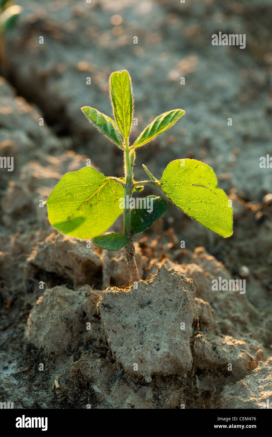 Soybean plant hi-res stock photography and images - Alamy
