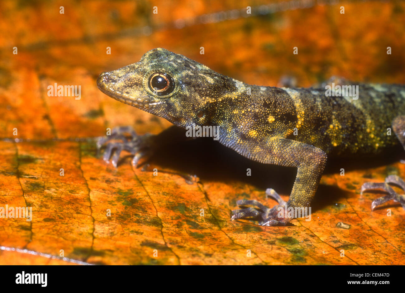 Forest gecko, Cnemaspis species, Bukit Larut, West Malaysia Stock Photo