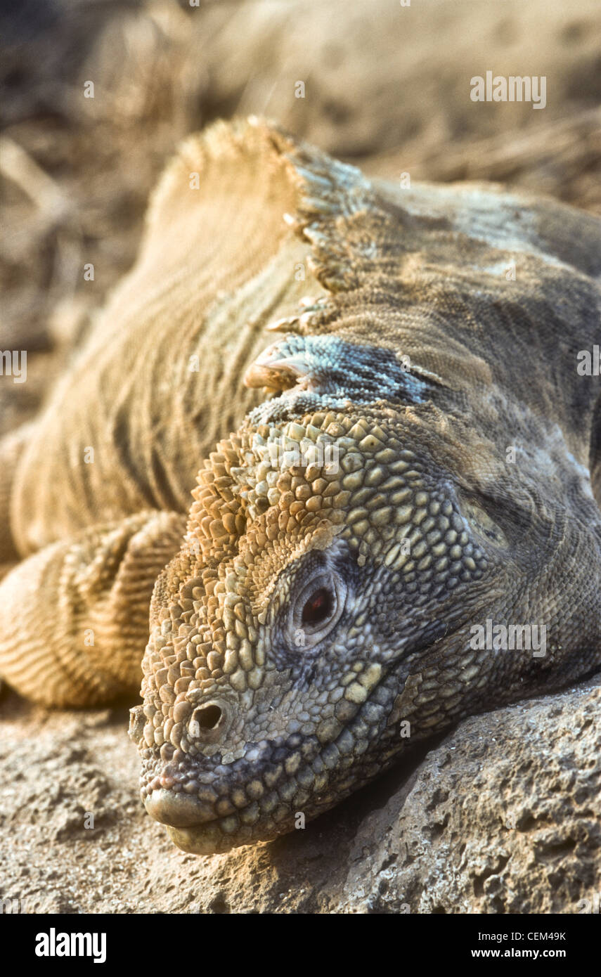 Santa Fe Land Iguana Conolophus pallidus Galapagos Stock Photo Alamy