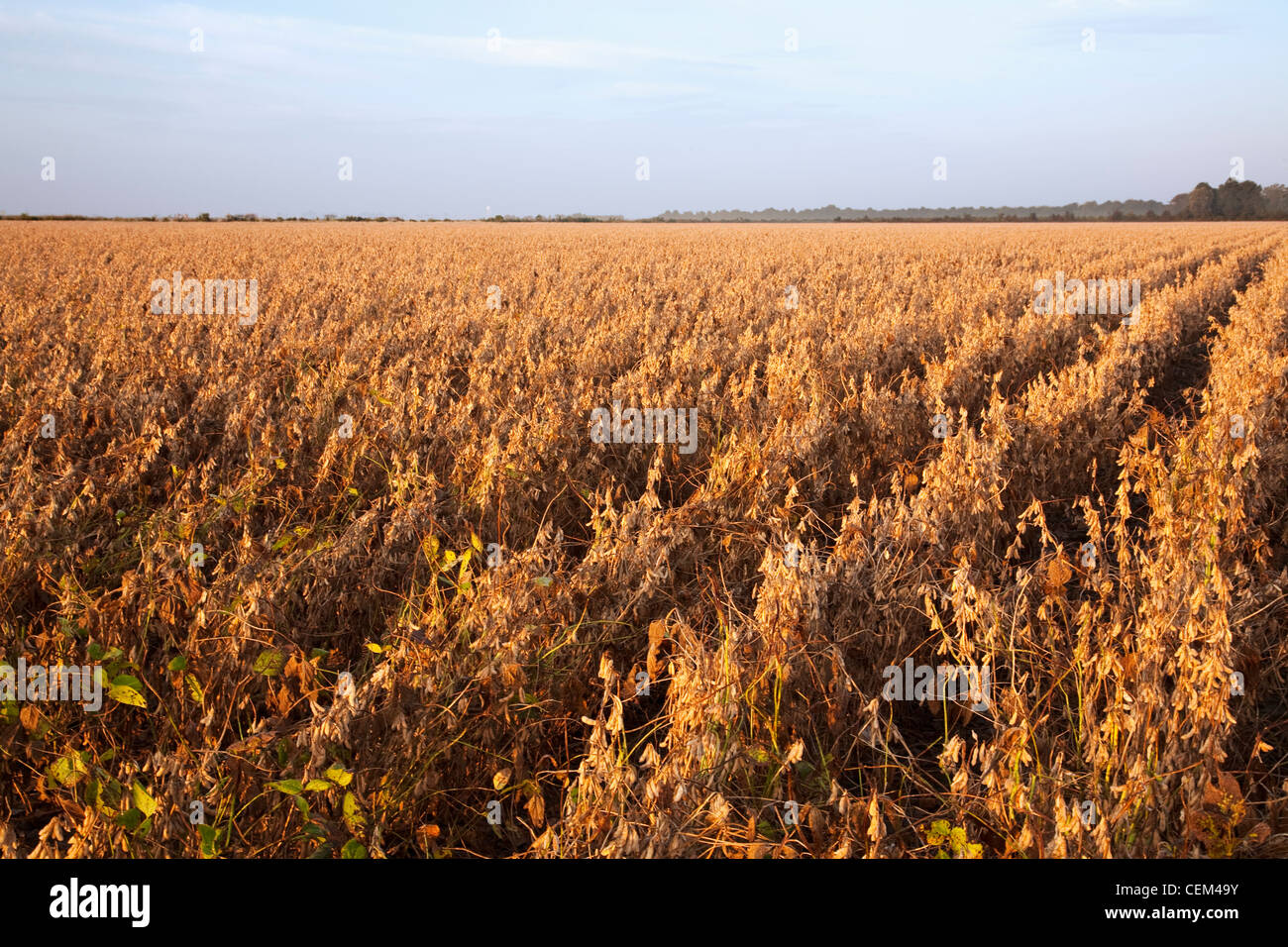 Soybean stubble hi-res stock photography and images - Alamy