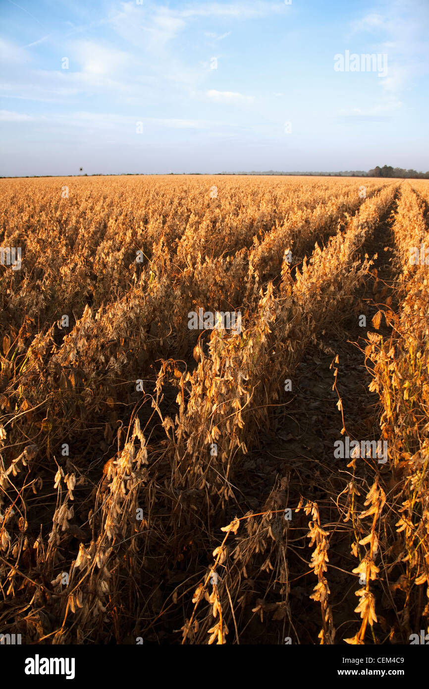 Agriculture - Large field of harvest stage soybeans in late afternoon light / Eastern Arkansas, USA. Stock Photo