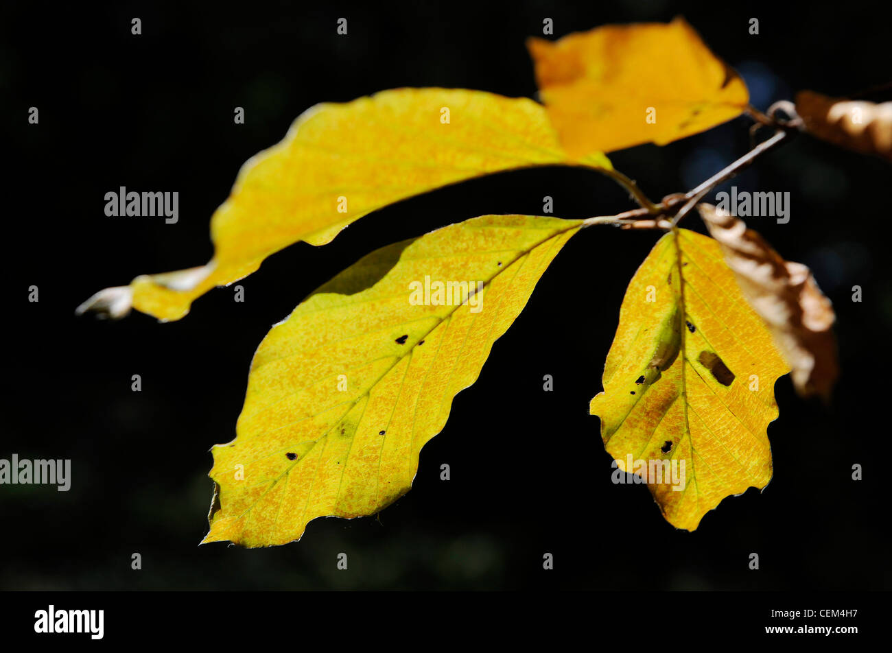 A close up of a branch of a tree in autumn with the leaves turning ...