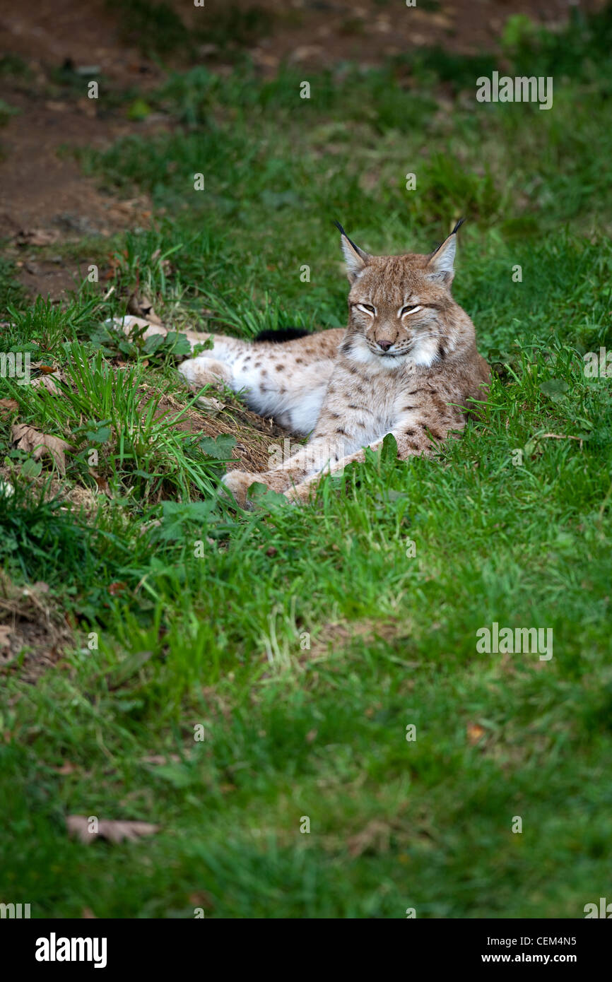 European Lynx (Lynx lynx). Whipsnade Zoo. Stock Photo