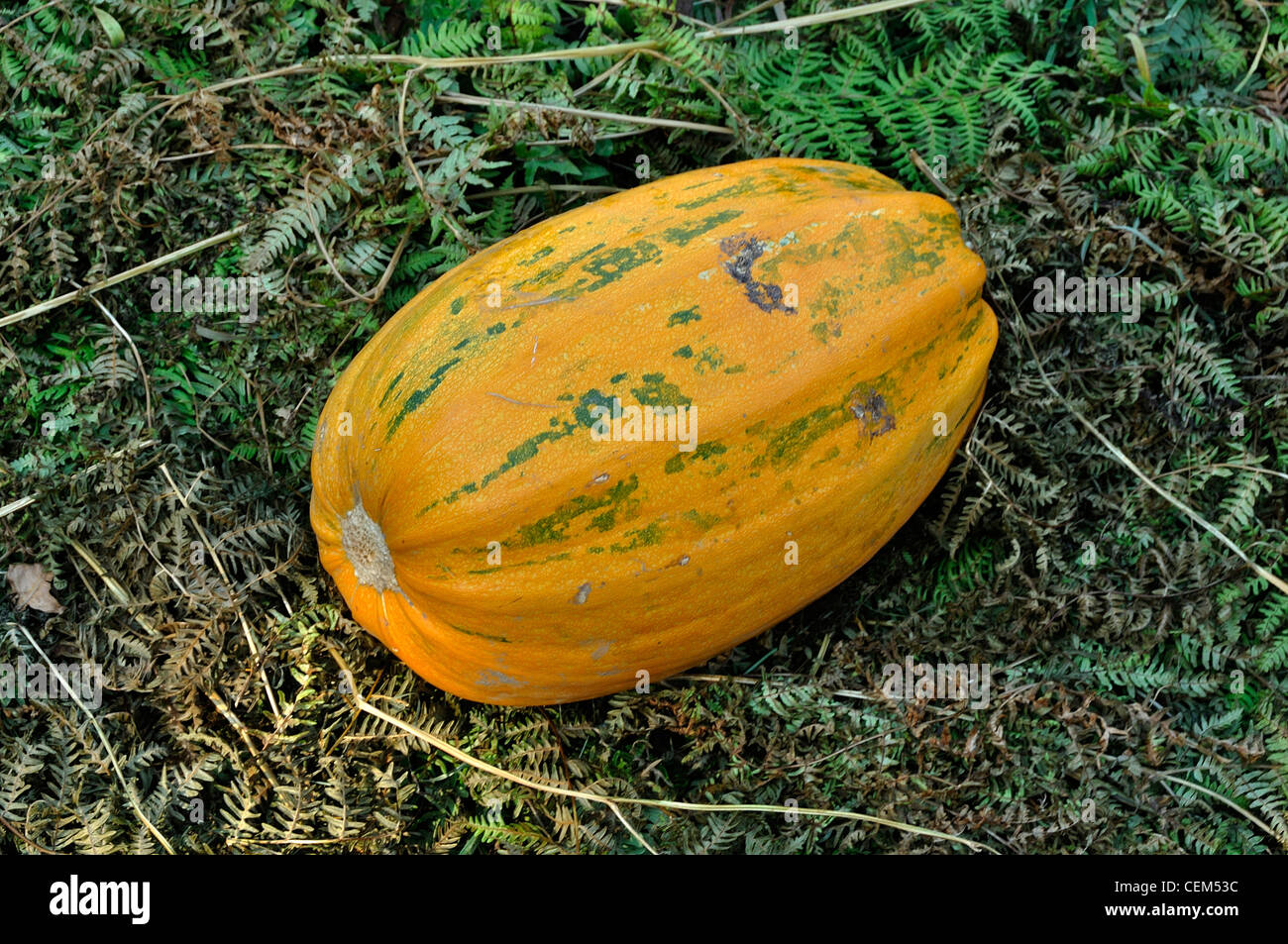 Pumpkin, variety : pumpkin of  Touraine (Cucurbita maxima). Stock Photo