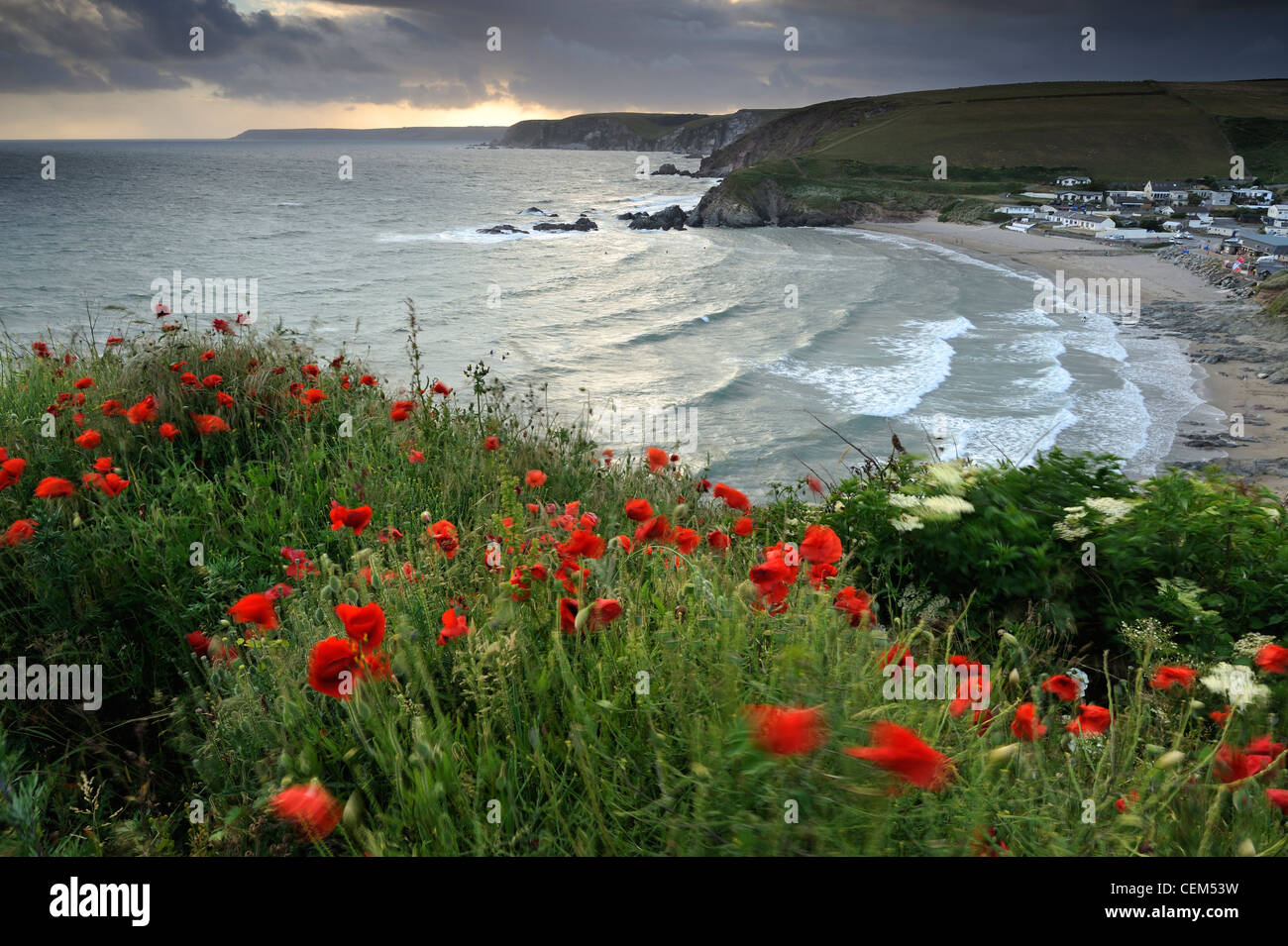 Poppies growing on cliffs overlooking Challaborough, South Devon, UK. Stock Photo