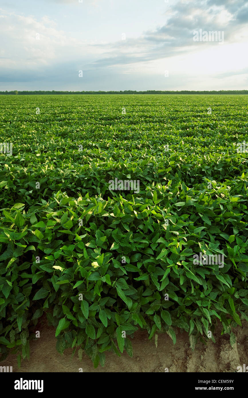 Agriculture Large field of healthy mid growth soybeans in the pod