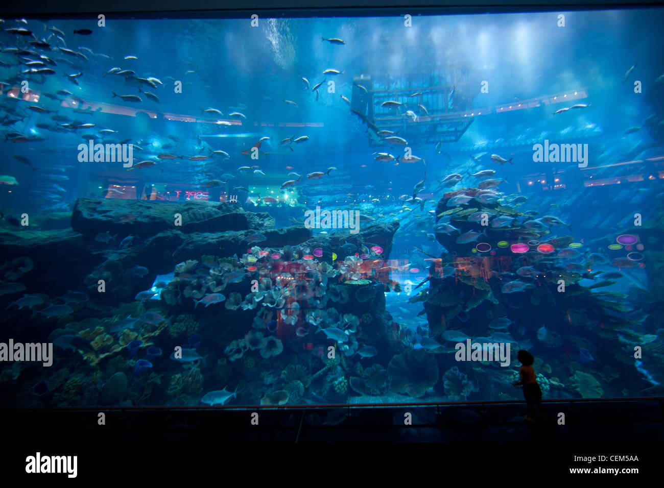 The Dubai Mall aquarium and underground zoo. The world’s largest