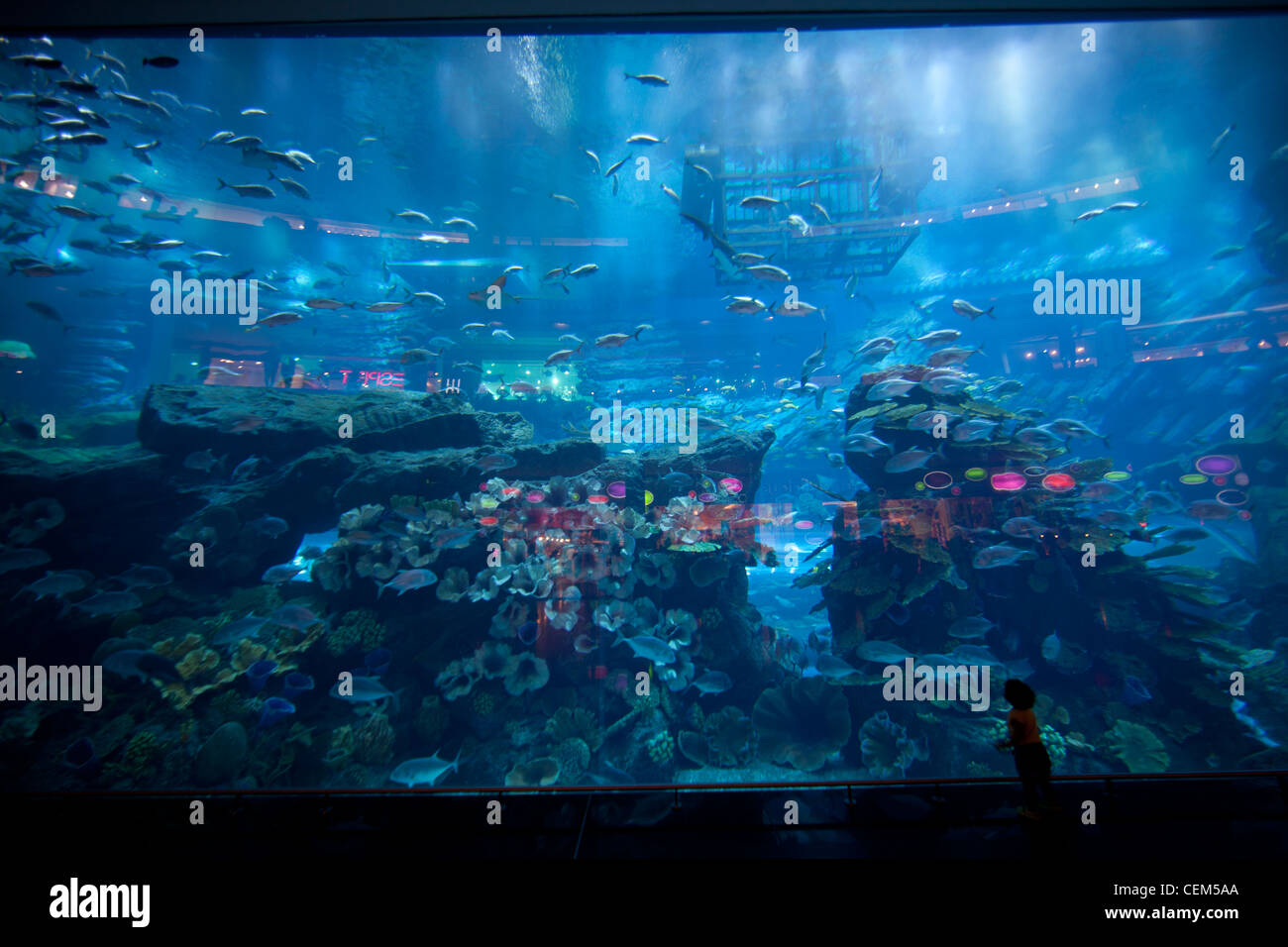 The Dubai Mall aquarium and underground zoo. The world’s largest aquarium (2011). Stock Photo