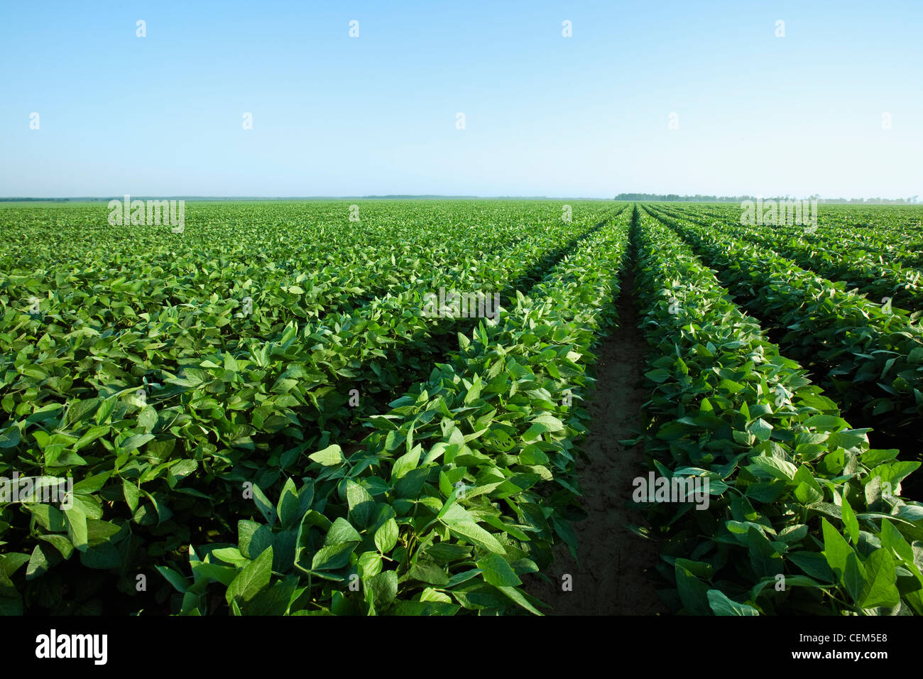 Agriculture - Large field of healthy mid growth soybeans at peak pod set, planted on beds on 38 inch rows / Arkansas, USA. Stock Photo