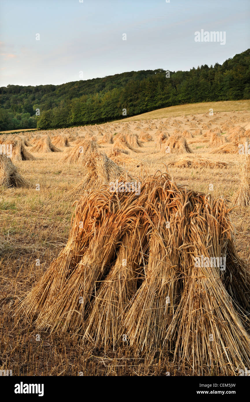 A field of wheat drying in stitches. Somerset, UK. Stock Photo