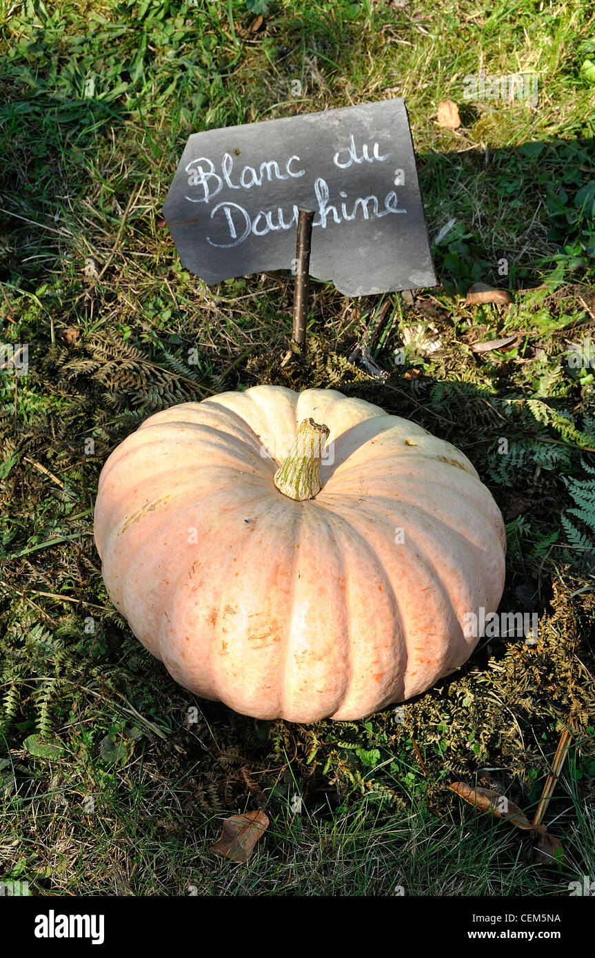 Pumpkin, variety : 'Blanc du Dauphiné' (Cucurbita maxima). Stock Photo