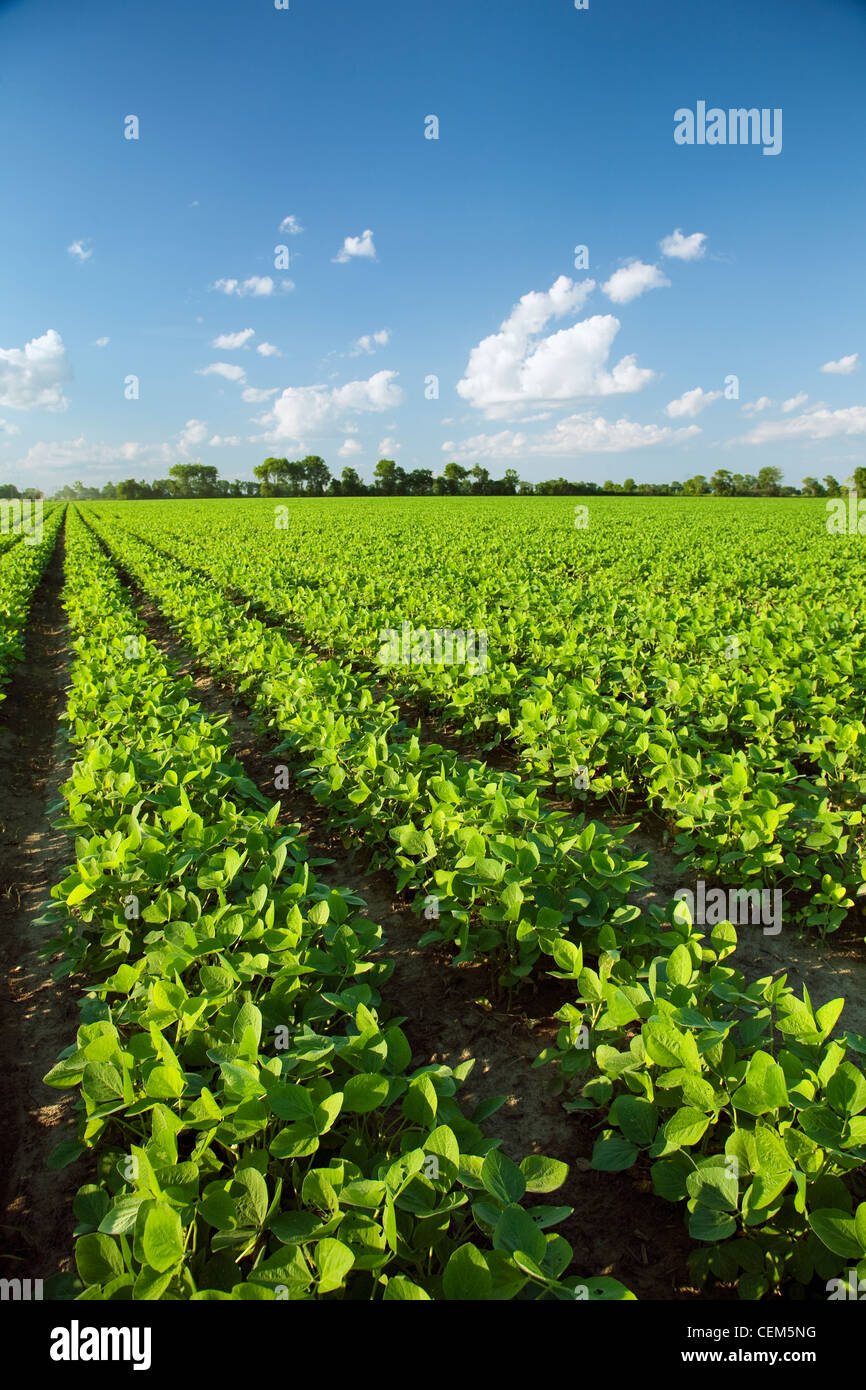 Agriculture - Field of healthy mid growth soybeans at the mid stage of pod setting / near Jonesboro, Arkansas, USA. Stock Photo