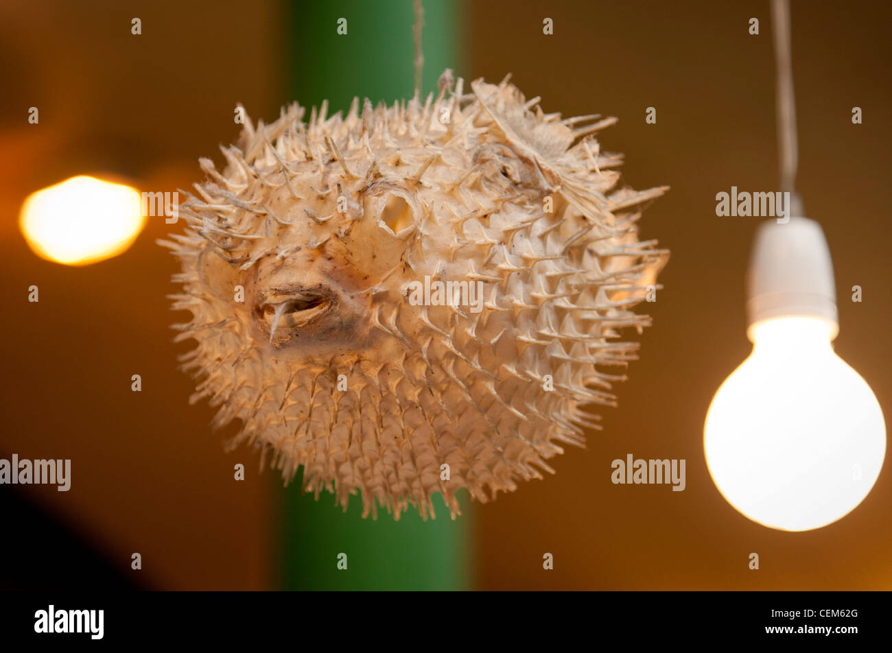 Dried Puffer Fish being used for decoration Stock Photo