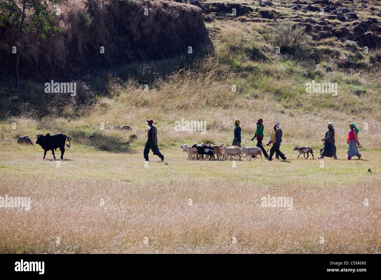 Villagers walking livestock to local market. Debre Libanos. Ethiopia. Stock Photo