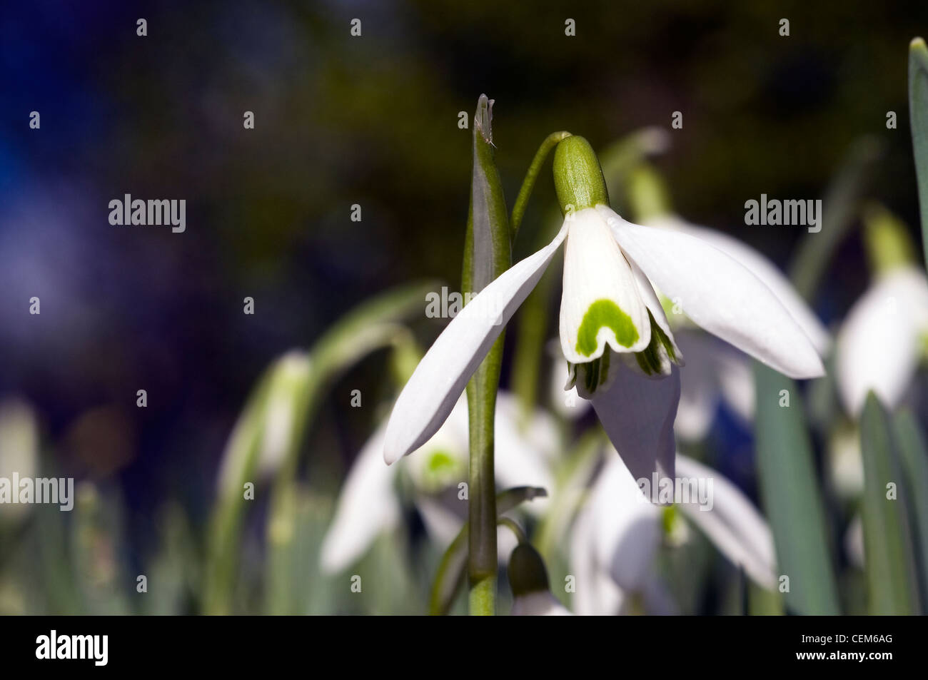 background, blossom, bud, bulb, burgeon, closeup, day, detail, dew, drop, eighth, flower, freshness, garden, grass, green, gro Stock Photo