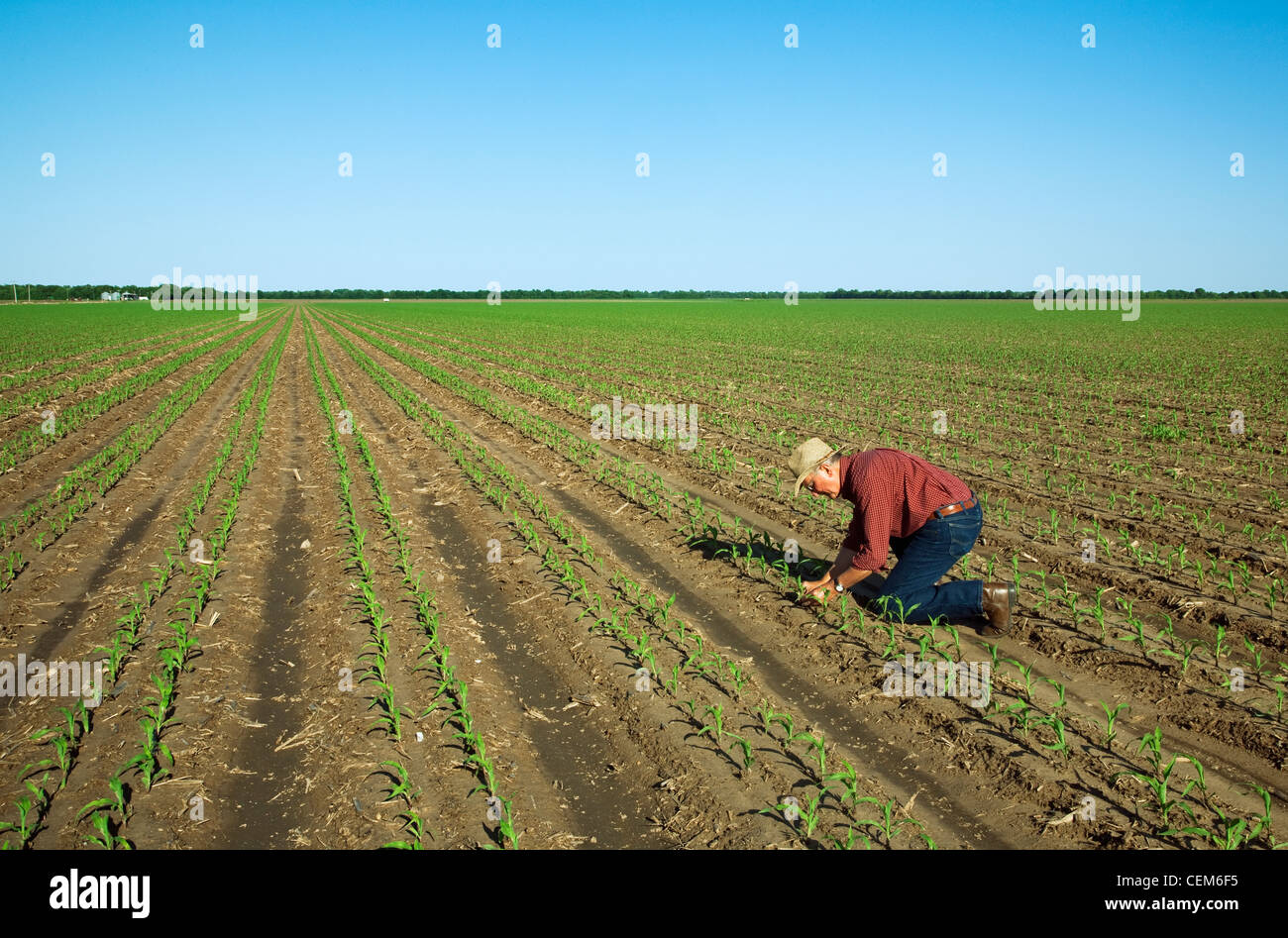 Agriculture - A farmer (grower) examines early growth grain corn plants at the four leaf stage / near England, Arkansas, USA. Stock Photo