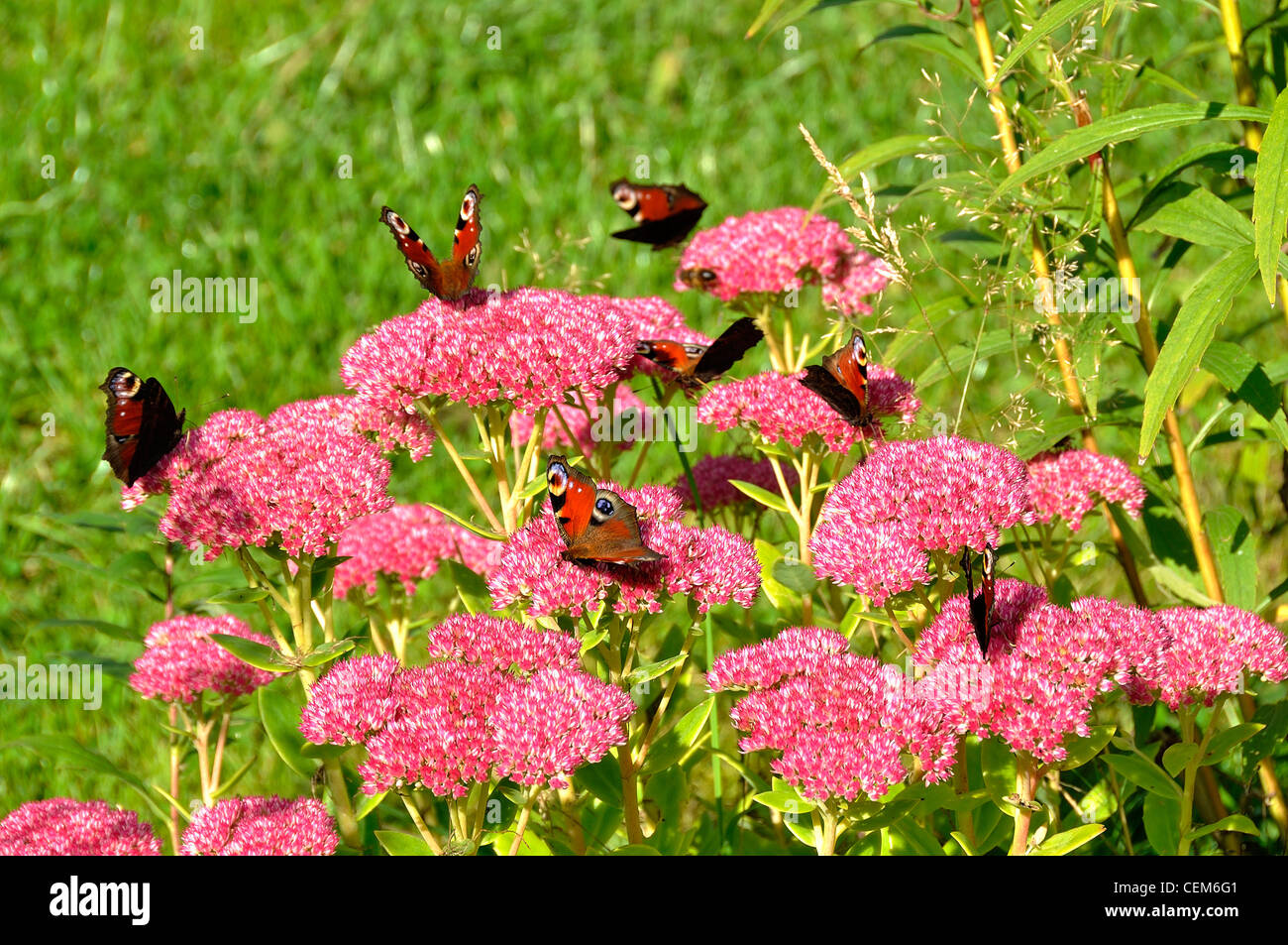 Butterflies on a sedum flower (sedum spectabile). Stock Photo