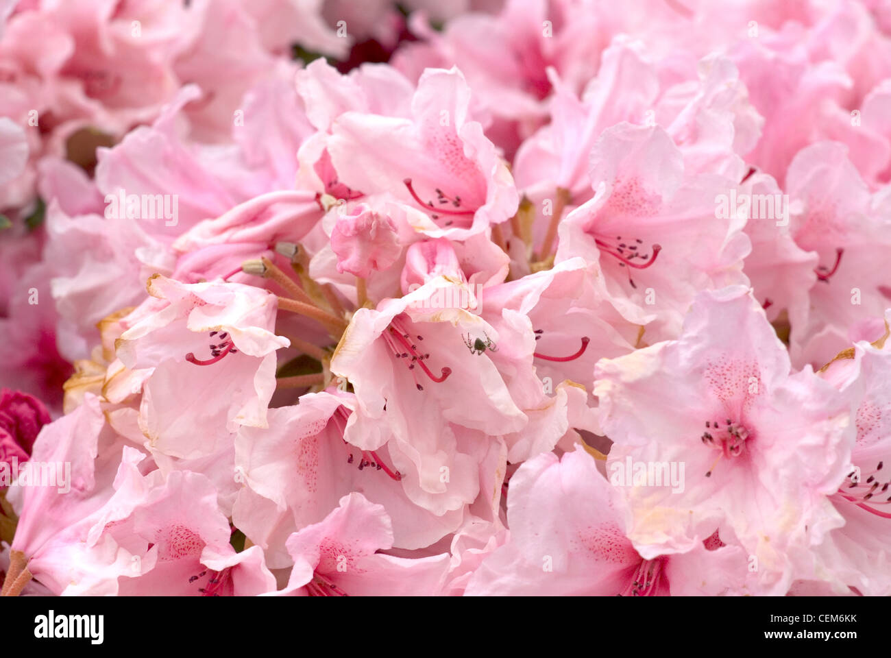 Spring time in the isabella plantation, Richmond park UK Stock Photo